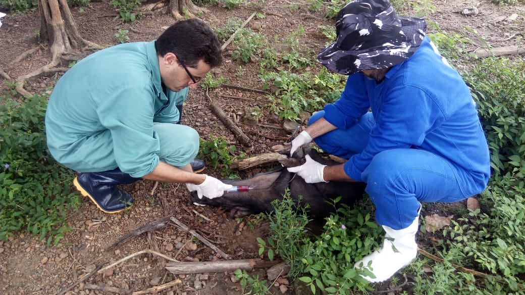 Mais de 400 animais foram sacrificados por causa da Peste Suína Clássica