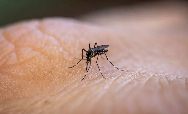 Piauí recebe as primeiras doses de vacina contra a dengue nesta sexta-feira