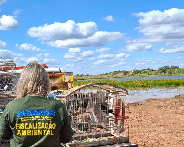 Animais Silvestres S O Resgatados De Cativeiro E Soltos Pela Semarh No