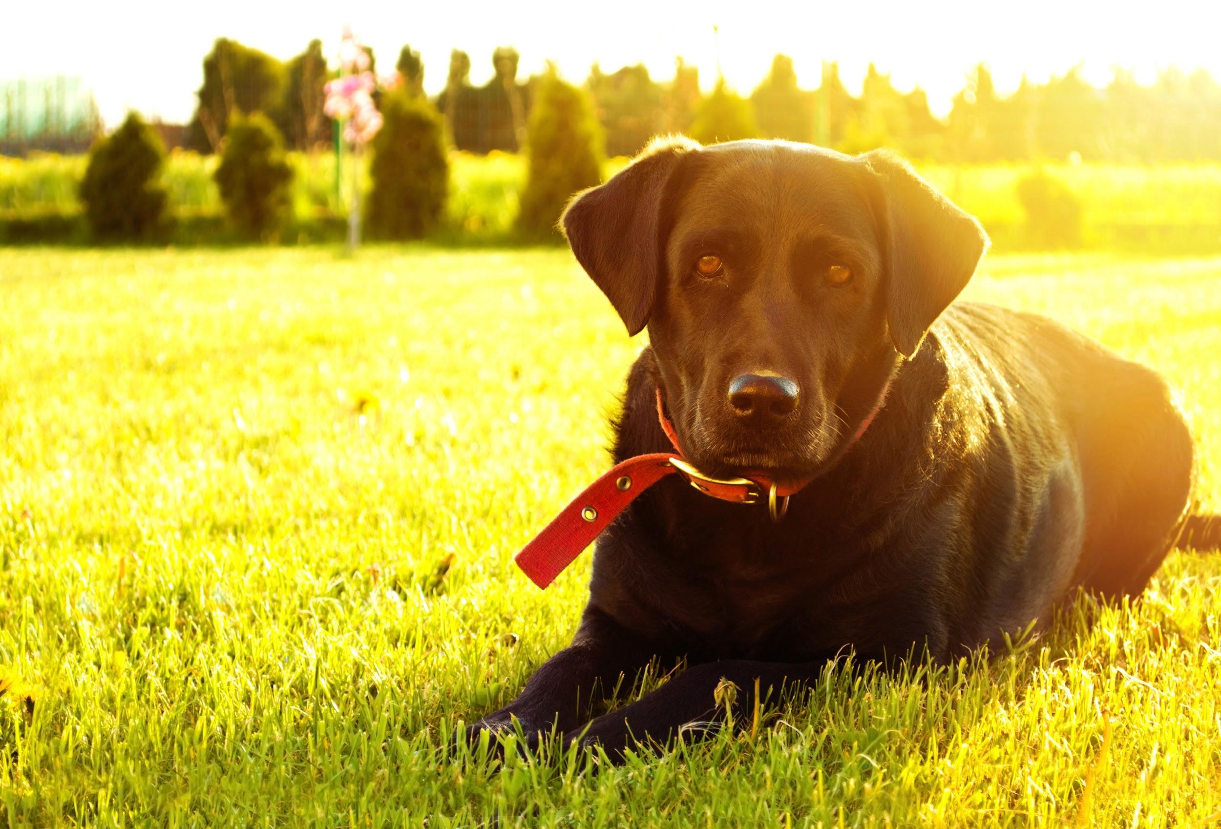 Como cuidar dos cães no verão e evitar a hipertermia