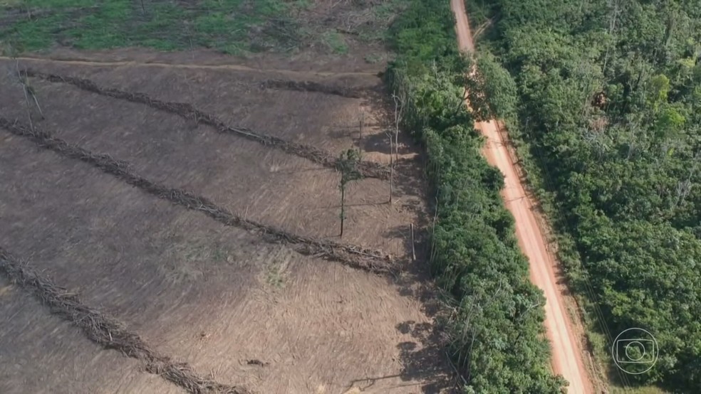 Desmatamento na Amazônia cresce quase 57% no governo Bolsonaro, diz Ipam