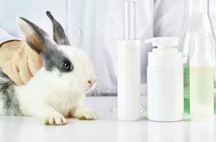 Projeto proíbe uso de animais em testes para produção de cosméticos (Foto: Pixabay)