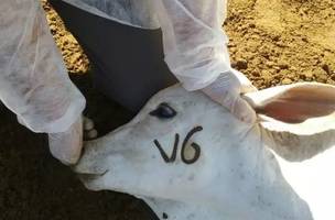 Proposta proíbe e torna crime a marcação a ferro em animais (Foto: Divulgação)