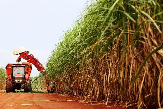 Cana-de-açúcar teve aumento de 4,4% na safra 2022/23, diz Conab