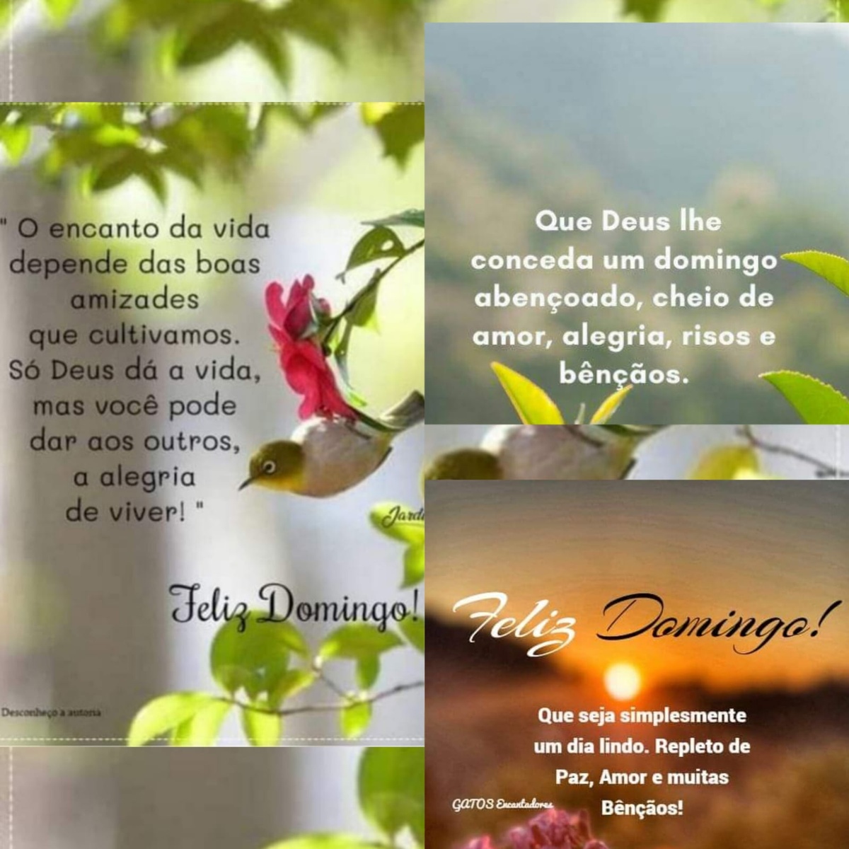 Pensamento do dia