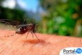 Mais duas mortes por dengue são confirmadas e Piauí registra 18 casos em 2024