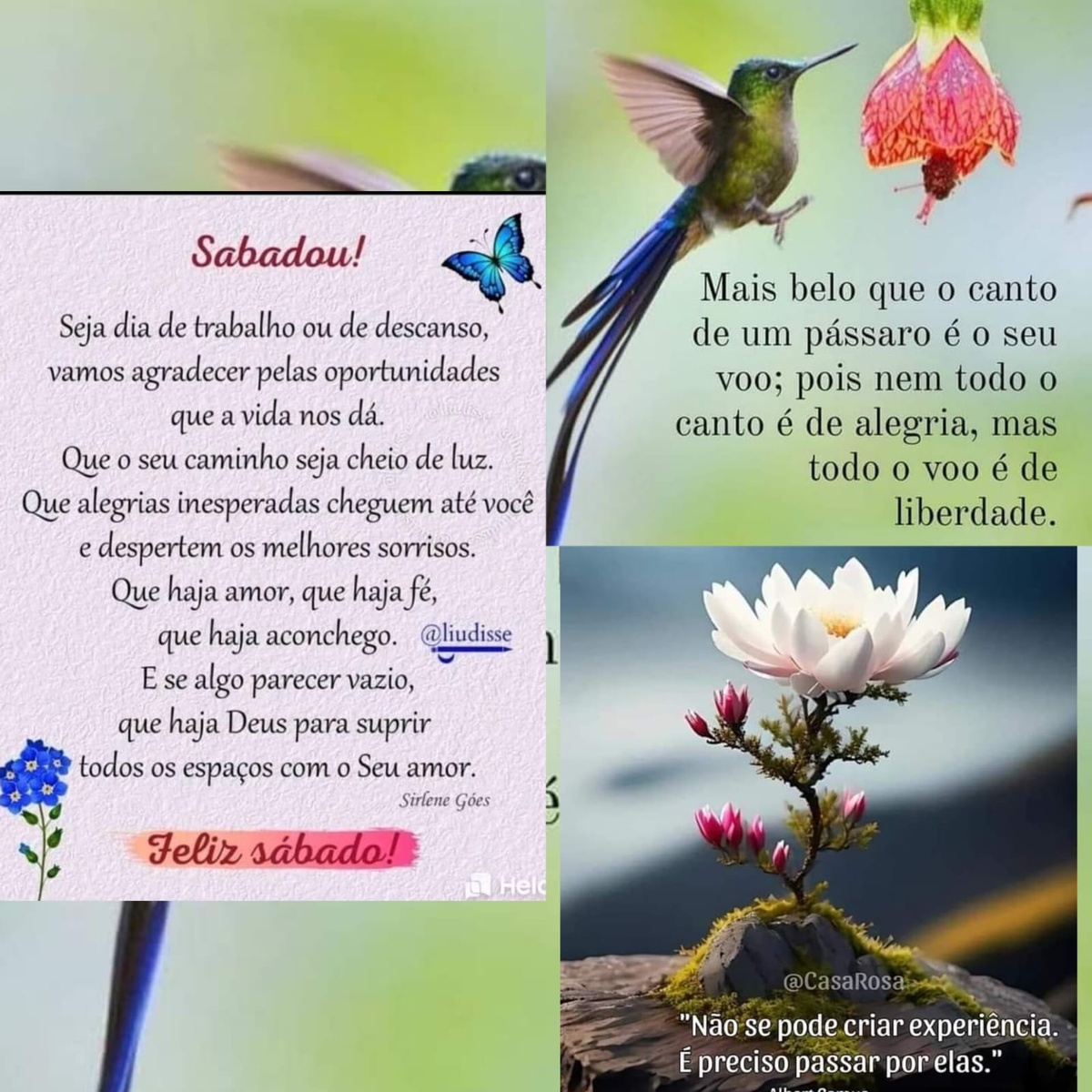 Pensamento do dia