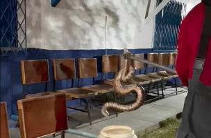 O animal será solto novamente na natureza (Foto: Reprodução)