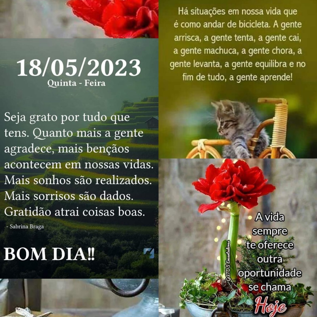 Pensamento do dia