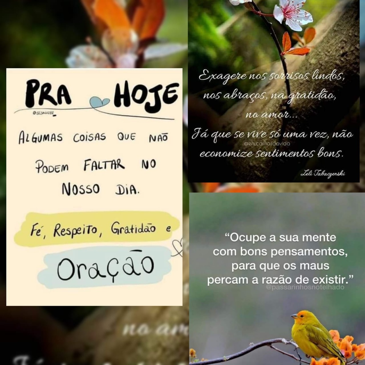 Pensamento do dia