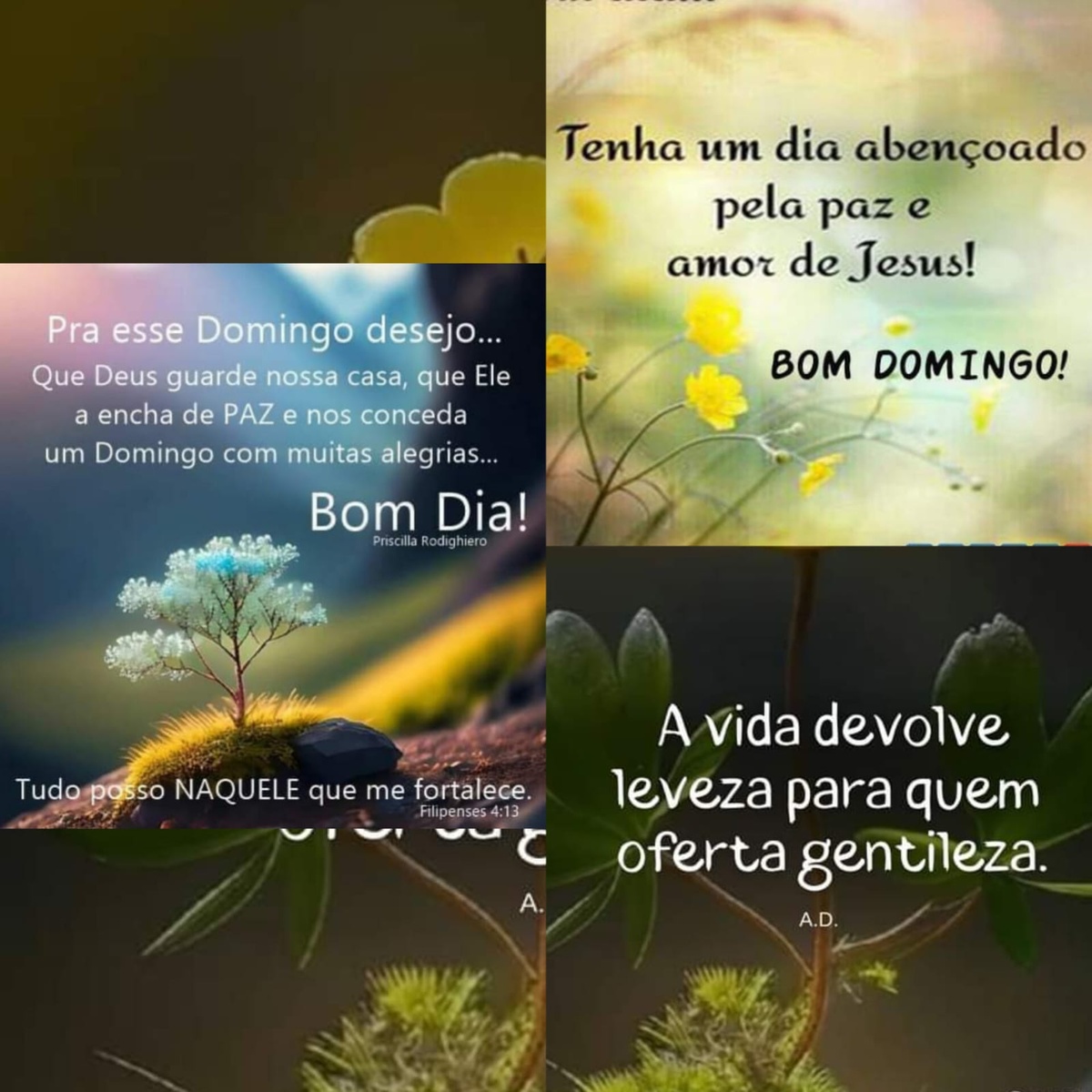 Pensamento do dia