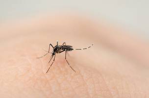 Aedes Aegypti (Foto: Governo do Piauí)