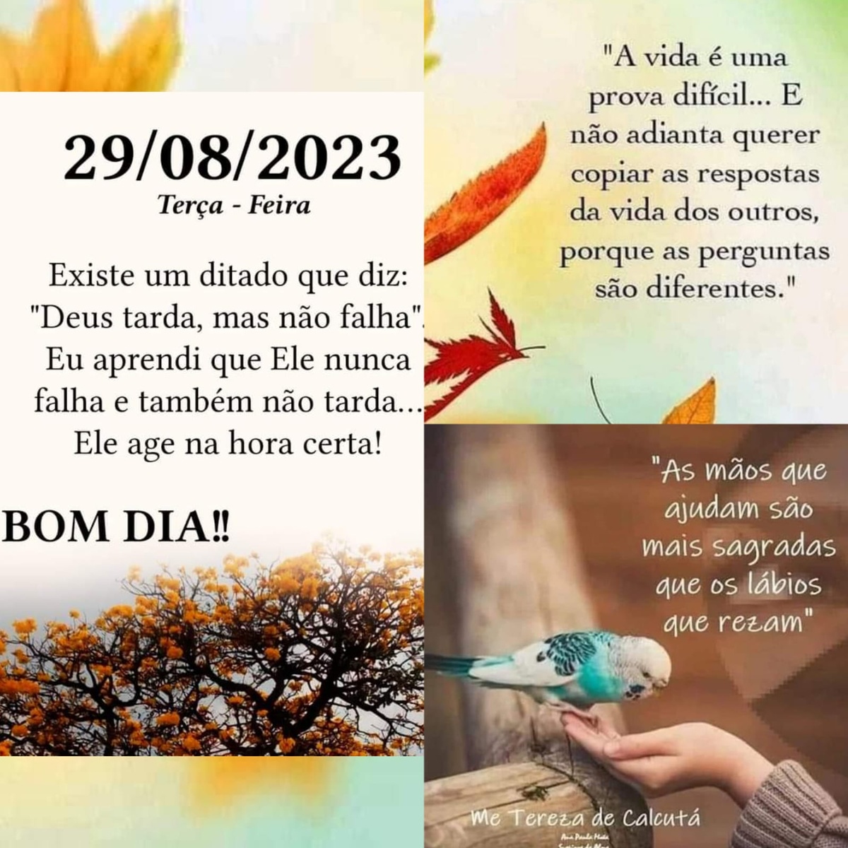 Pensamento do dia