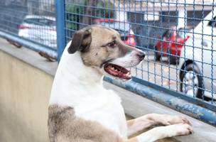 Primeira delegacia de repressão a crimes contra animais é instalada em Brasília (Foto: Prefeitura do Rio/Subsiva/Nelson Duarte)