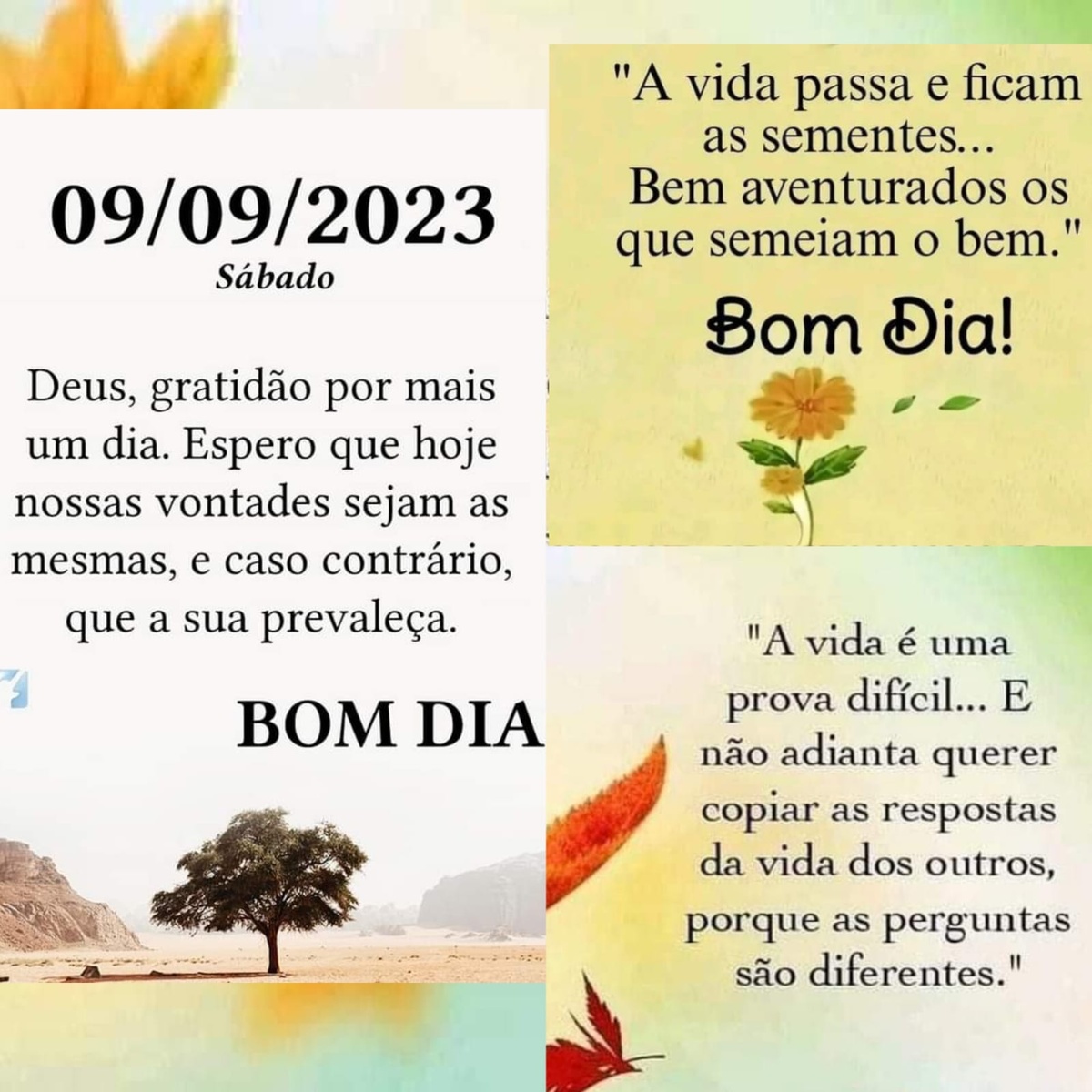 Pensamento do dia