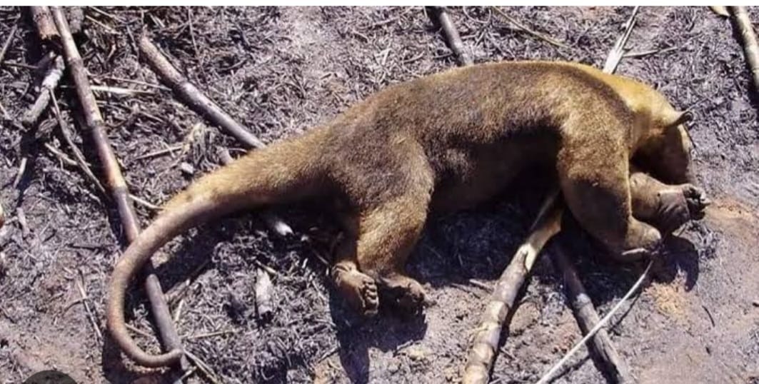 Vários animais morreram com o fogo