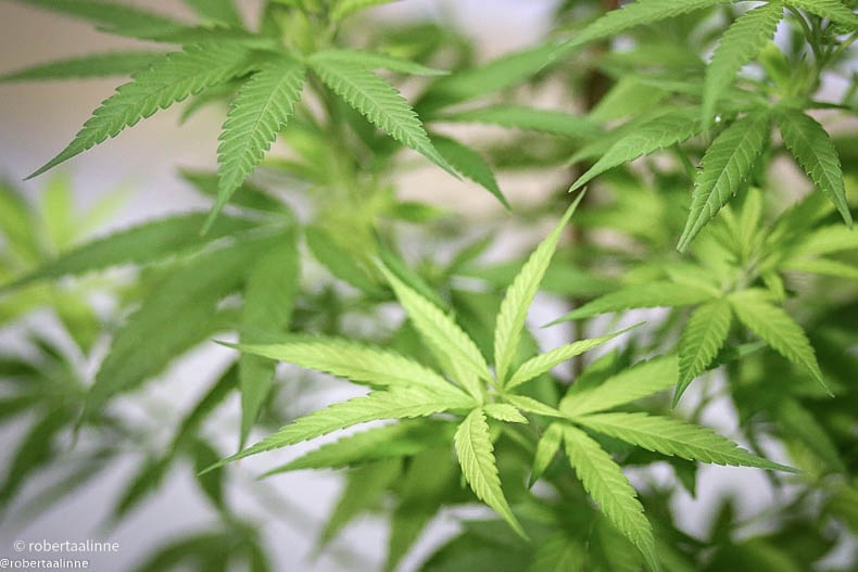 autoriza cultivo medicinal