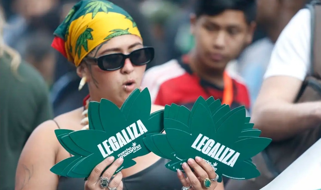 A maioria, até agora, se mostrou favorável também à liberação do cultivo de até seis plantas fêmeas de Cannabis.