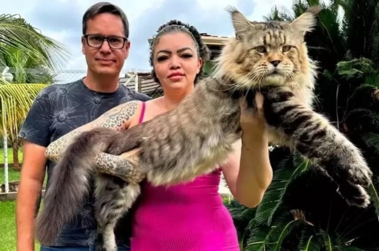 Com 1,30 metro de comprimento e quase 11 quilos, o gato Xartrux aguarda avaliação do Guinness Book –