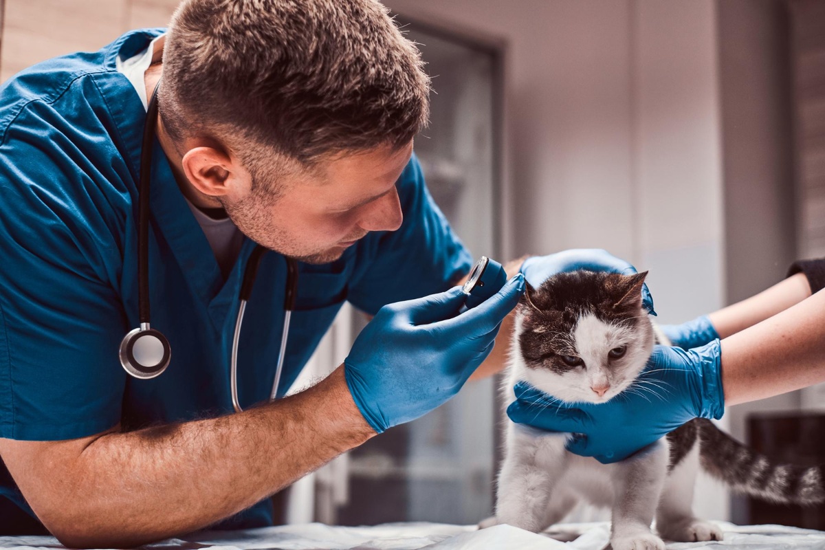 VEterinário