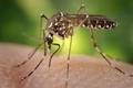Piauí registra 88% de aumento nos casos de dengue