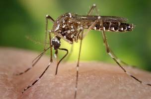 3ª morte por dengue é confirmado no Piauí (Foto: Reprodução)