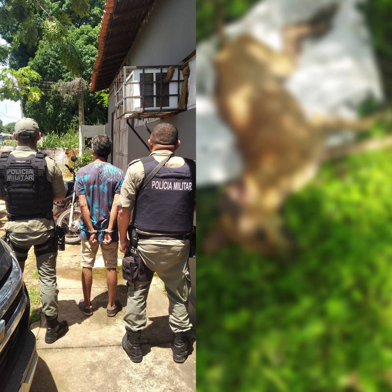 Homem é Preso Suspeito De Estuprar E Matar Cadela Em Miguel Alves No Piauí Portal Az