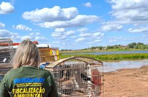 Animais silvestres são soltos na natureza após resgate de cativeiro em cidades do Piauí (Foto: Divulgação)