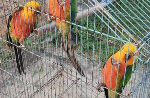 Aves resgatadas (Foto: PM-PI)