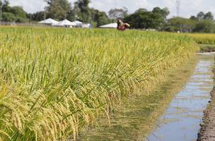 Plantação familiar de arroz (Foto: Reprodução/Internet)