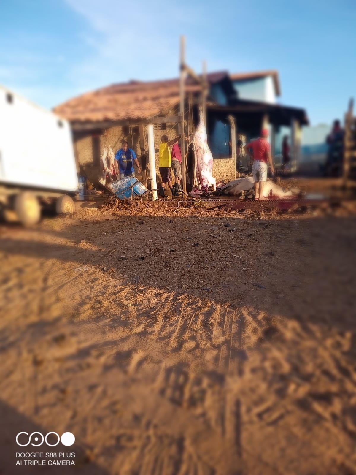 Quarto de boi pendurado num casebre em meio a rua coberta de piçarra.