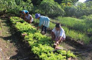 Agricultura Familiar Piauiense (Foto: Divulgação/CCOM)