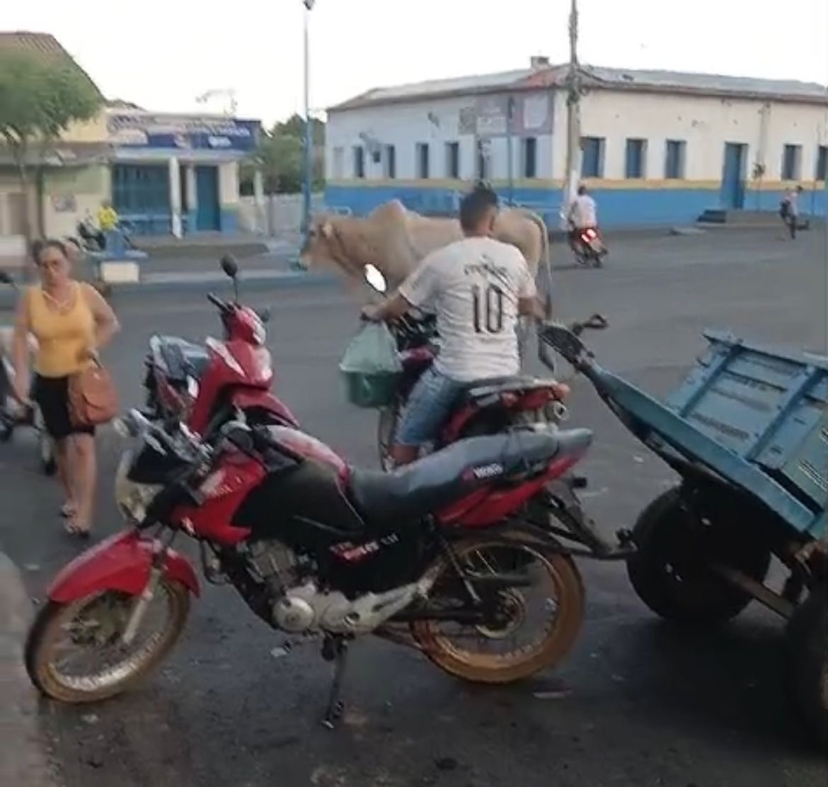 Animais soltos colocam em risco os moradores de São Miguel do Tapuio