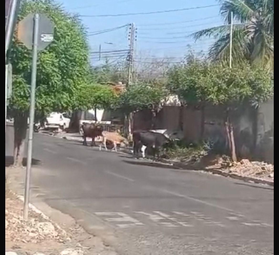 Animais soltos em São Miguel do Tapuio