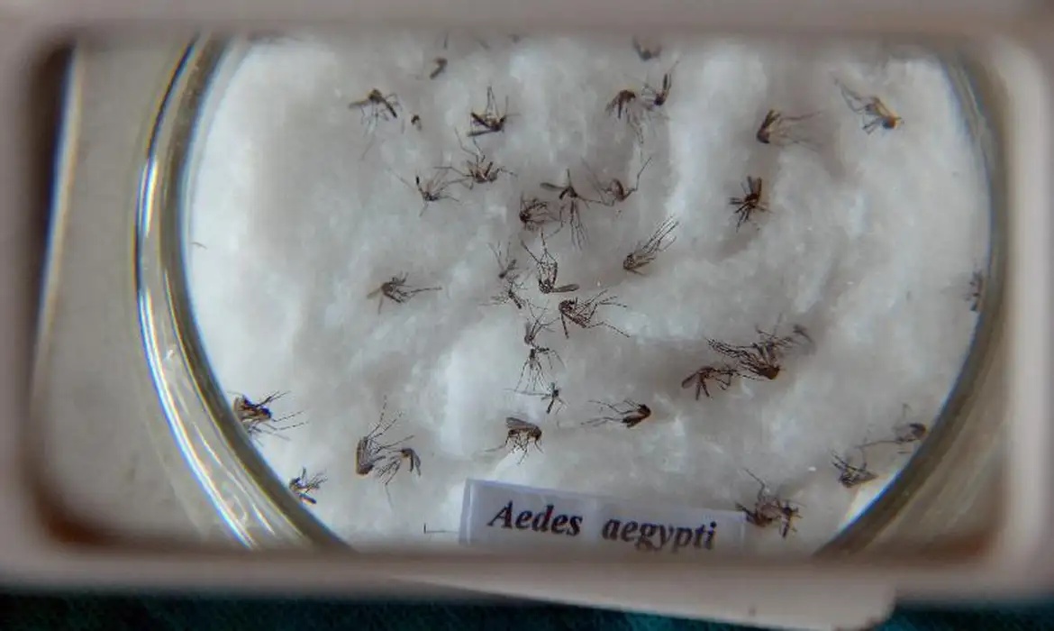 padroniza nomenclatura de vírus da dengue