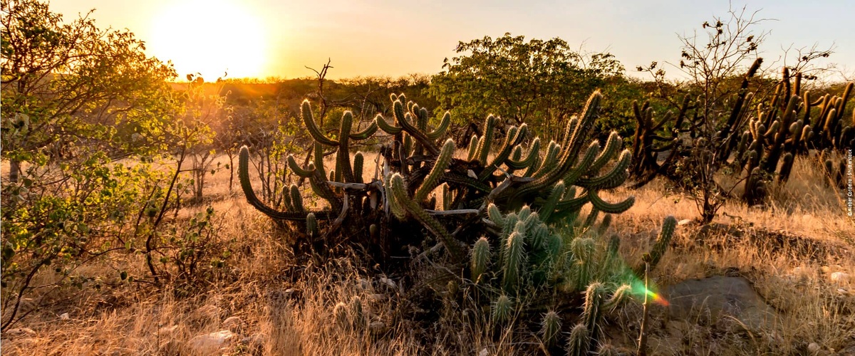 Caatinga