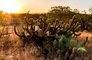 Caatinga (Foto: Reprodução)