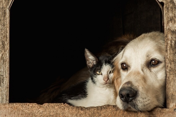 Cães e gatos