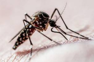 Dengue e zika são transmitidas pela picada do Aedes aegypti.• Joao Paulo Burini/GettyImages (Foto: • Joao Paulo Burini/GettyImages)