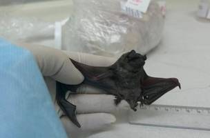 Morcegos no Ceará apresentaram vírus de Síndrome Respiratória (Foto: Reprodução)