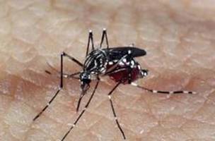 Aedes Aegypti (Foto: Arquivo/Agência Brasil)