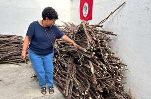 Agricultores do semiárido piauiense recebem mais de 30 mil manivas de mandioca para impulsionar produção. - (Divulgação CCOM) (Foto: Divulgação CCOM)