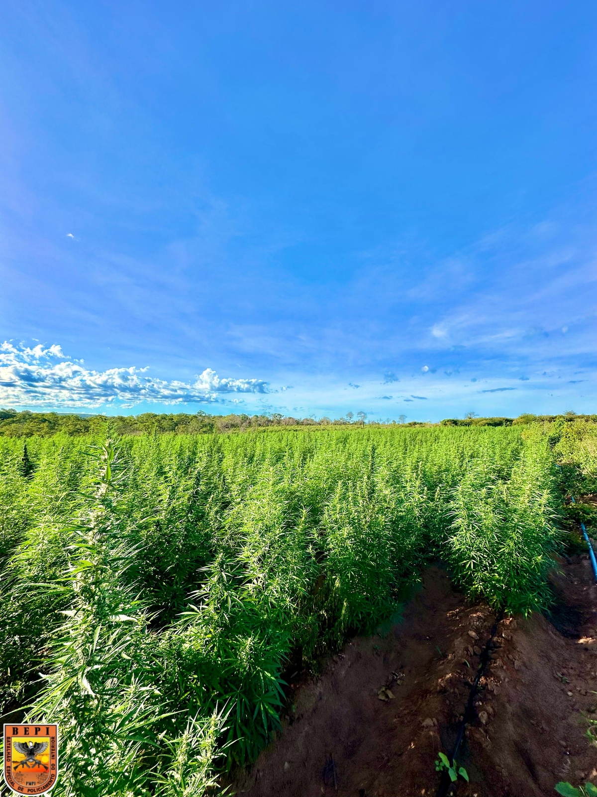 Roça de maconha com 3 hectares