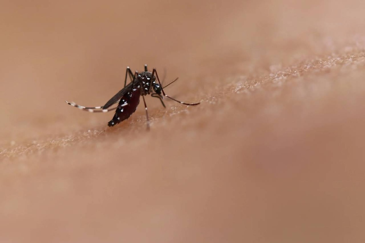 Detalhe do mosquito aedes aegypti, que transmite a dengue