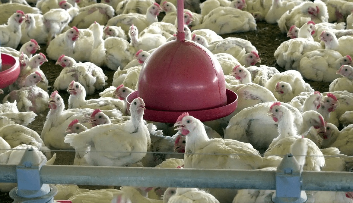 Foco de gripe aviária foi detectado em granja no Rio Grande do Sul• Arquivo/Agência Brasil