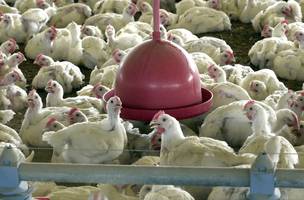 Foco de gripe aviária foi detectado em granja no Rio Grande do Sul• Arquivo/Agência Brasil (Foto: • Arquivo/Agência Brasil)