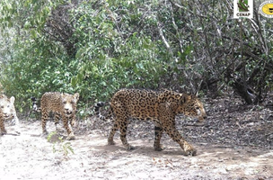 Família de onças pintadas flagrada na Serra da Capivara (Foto: Divulgação/ Parque Nacional da Serra da Capivara)