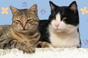 Gatos domésticos podem transmitir a doença (Foto: Reprodução)