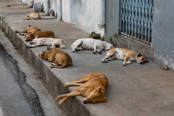 Animais domésticos abandonados agora terão estatuto