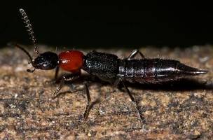 Potó (Foto: Reprodução/Field Guide for The Insects of Tasmania)